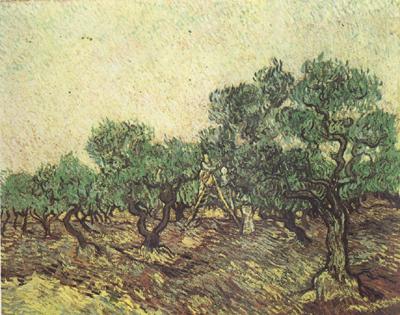 Vincent Van Gogh Olive Picking (nn04)